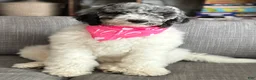 Bernedoodle dogs for sale: Cupcake - Ad 2