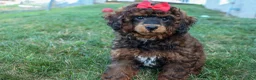 Miniature Poodle dogs for sale: MARSHALL - Ad 4