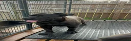 Cane Corso dogs for sale: Cane Corso 1 - Ad 5