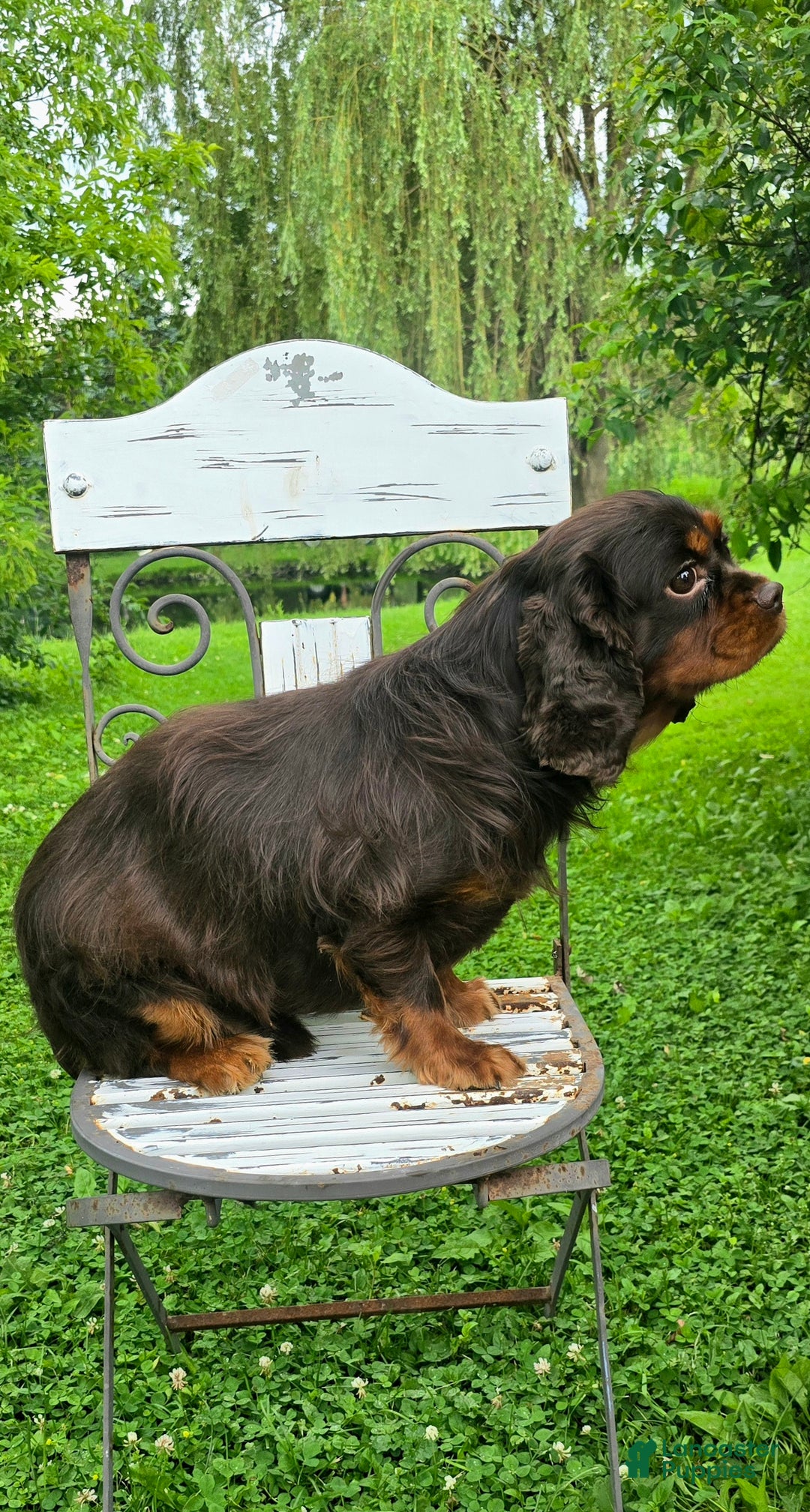 Cavalier King Charles Spaniel dogs for sale: Cavalier King Charles Spaniel Puppy 1 - Ad 3