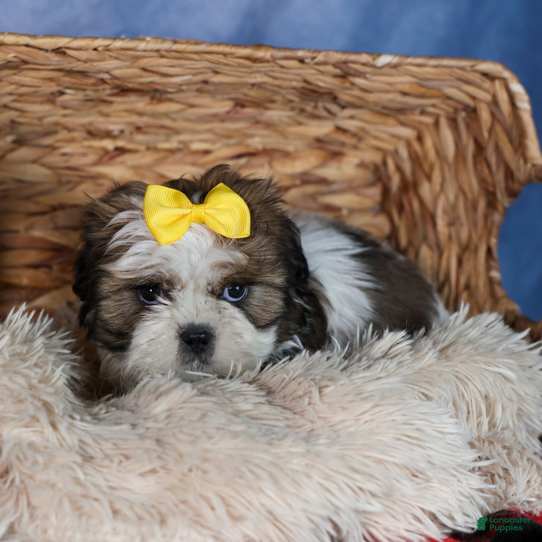 Shih Tzu dogs for sale: MICKEY - Ad 11