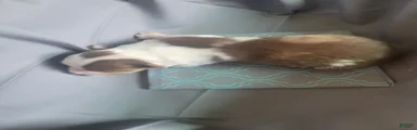 Australian Shepherd 8