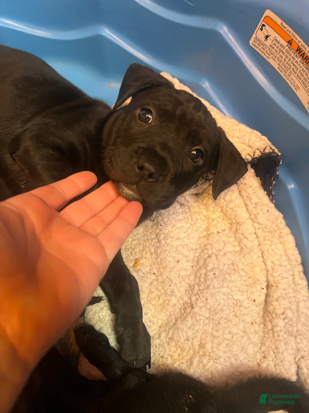 Mixed Breed dogs for sale: Mixed Breed Puppy 4 - Ad 1