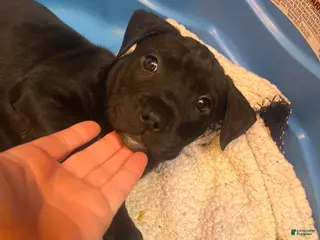 Mixed Breed dogs Mixed Breed Puppy 4 - Ad 8