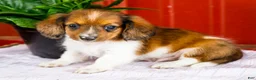 Miniature Dachshund dogs for sale: Brian - Ad 8