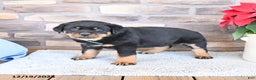 Rottweiler dogs for sale: Tundra - Ad 2