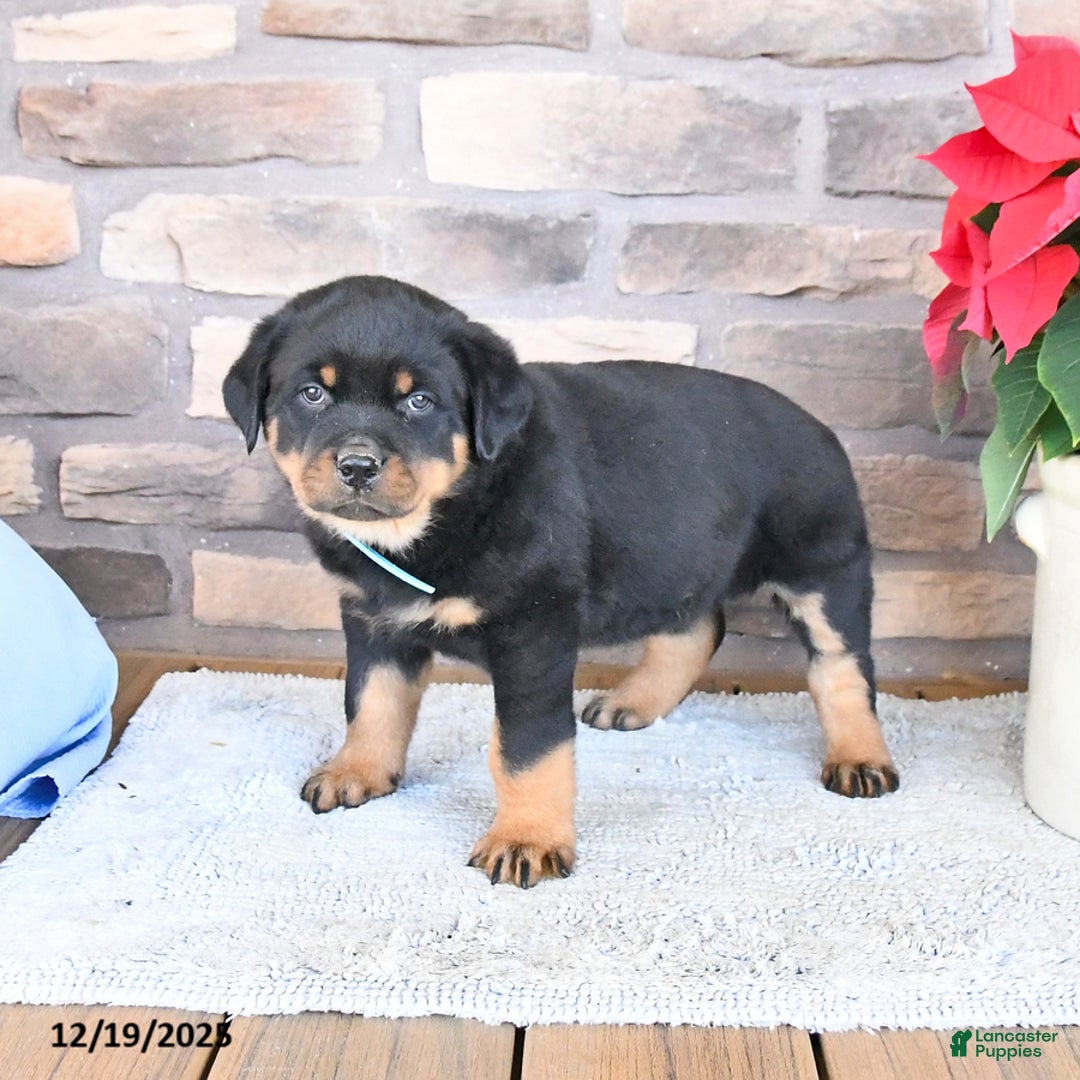 Rottweiler dogs for sale: Tundra - Ad 2