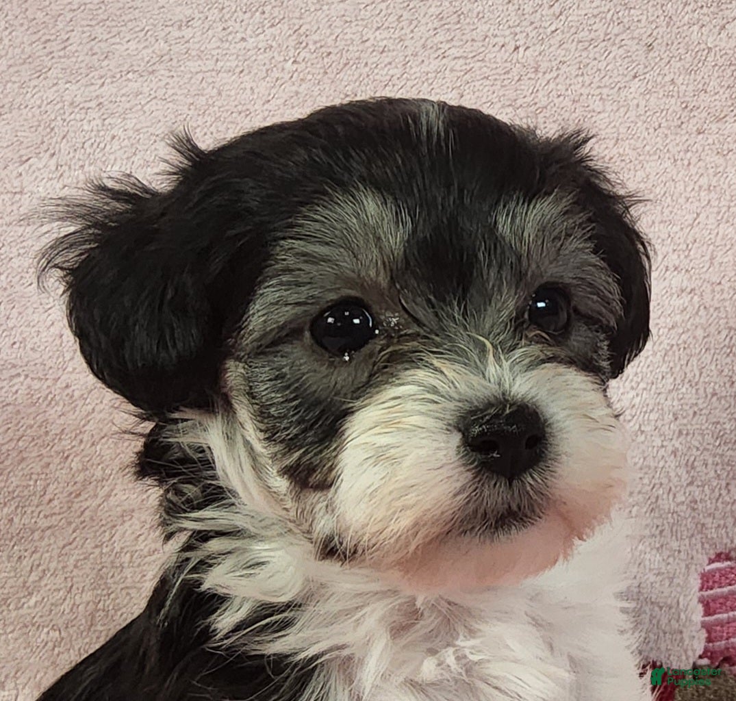 Yorkiepoo dogs Laylani Hope - Ad 37
