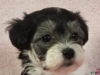 Yorkiepoo dogs Laylani Hope - Ad 37