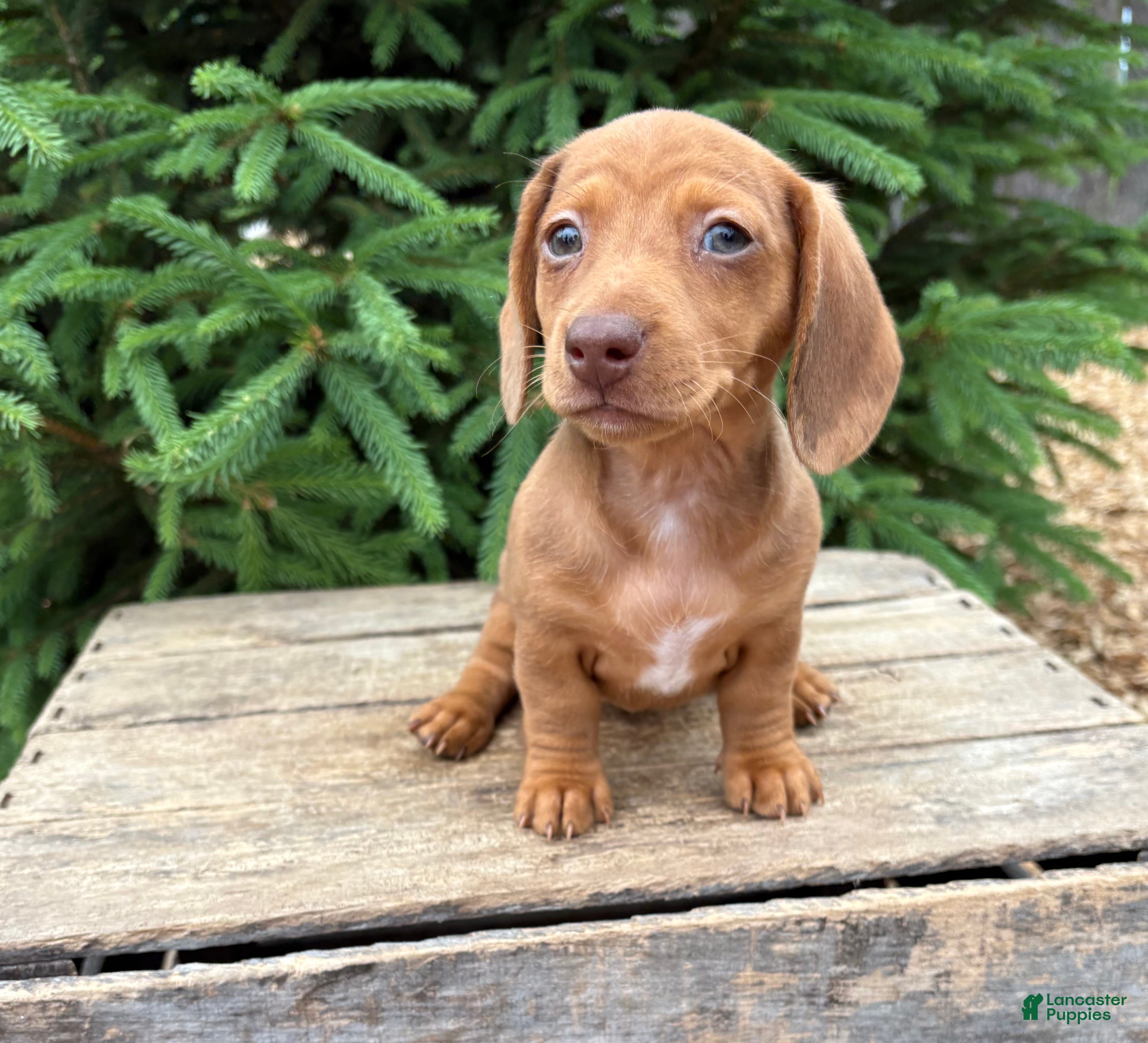 Dachshund dogs Raine - Ad 2