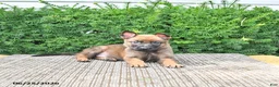 Mixed Breed dogs for sale: Atlas - Ad 3