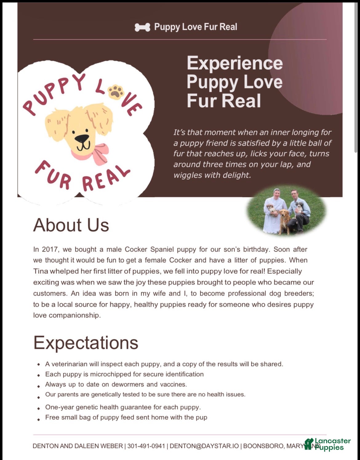 Cavapoo dogs Sophia  - Ad 2