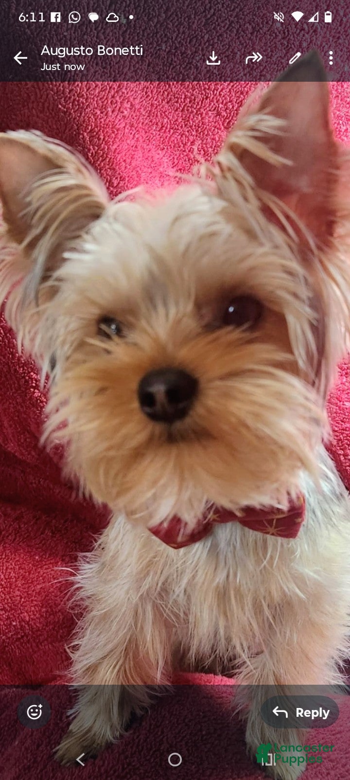 Yorkshire Terrier dogs Yorkshire Terrier Puppy 1 - Ad 2