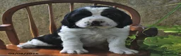 English Springer Spaniel dogs for sale: Smartie  - Ad 4