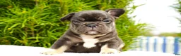 French Bulldog dogs for sale: Truffle - Ad 4