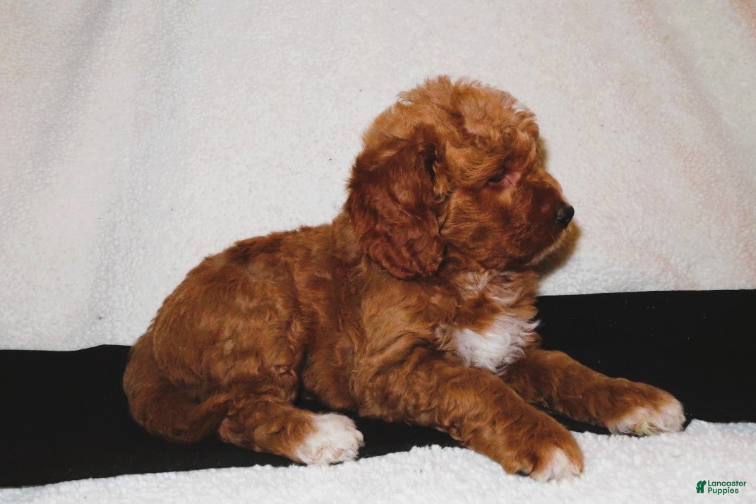 Mini Goldendoodle dogs Ruby - Ad 2