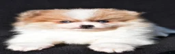 Pomeranian dogs for sale: Indie - Ad 6