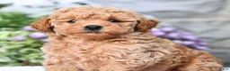 Havapoo dogs for sale: Angie  - Ad 5