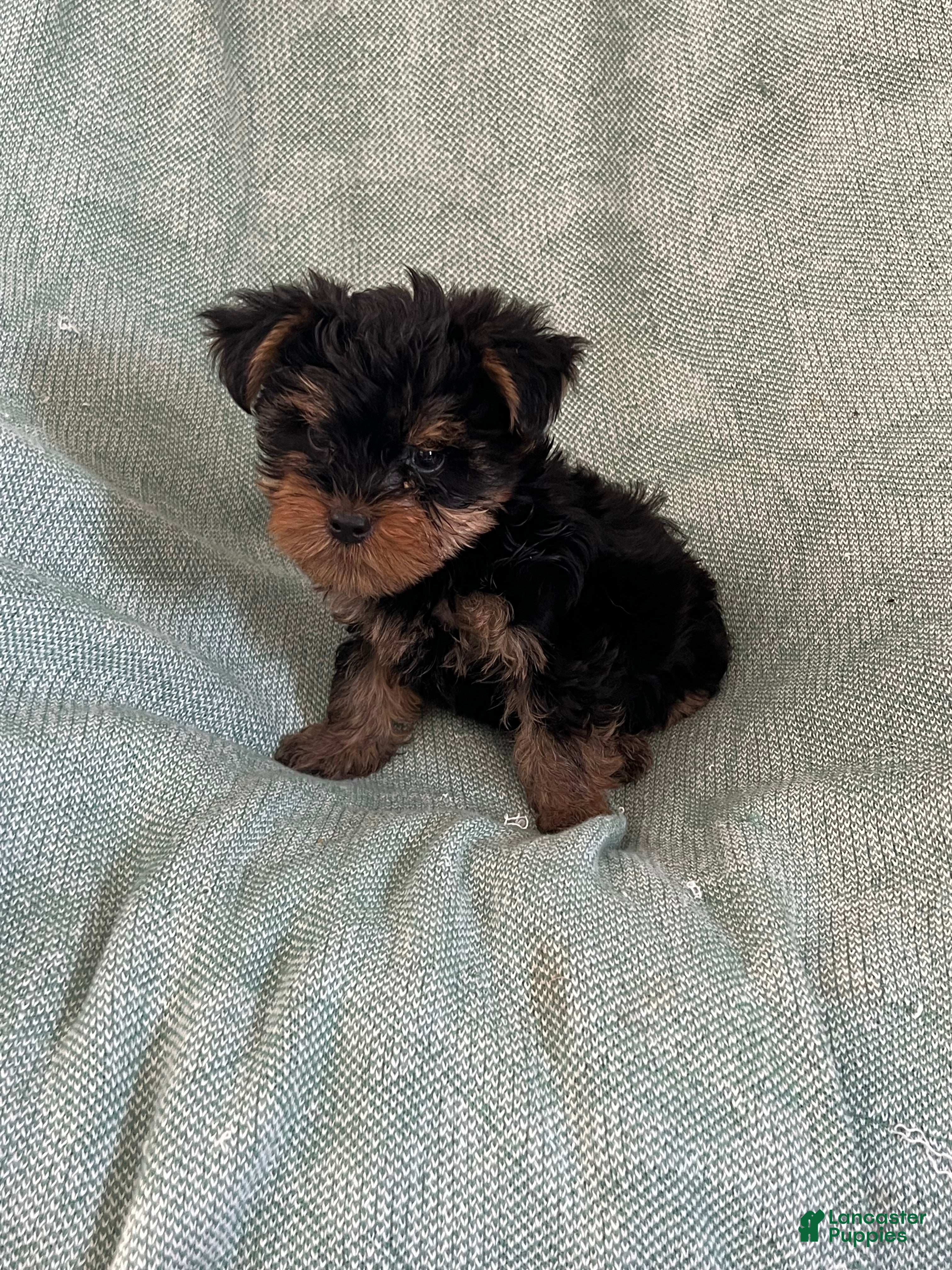 Yorkshire Terrier dogs Yorkshire Stevie Boy - Ad 1