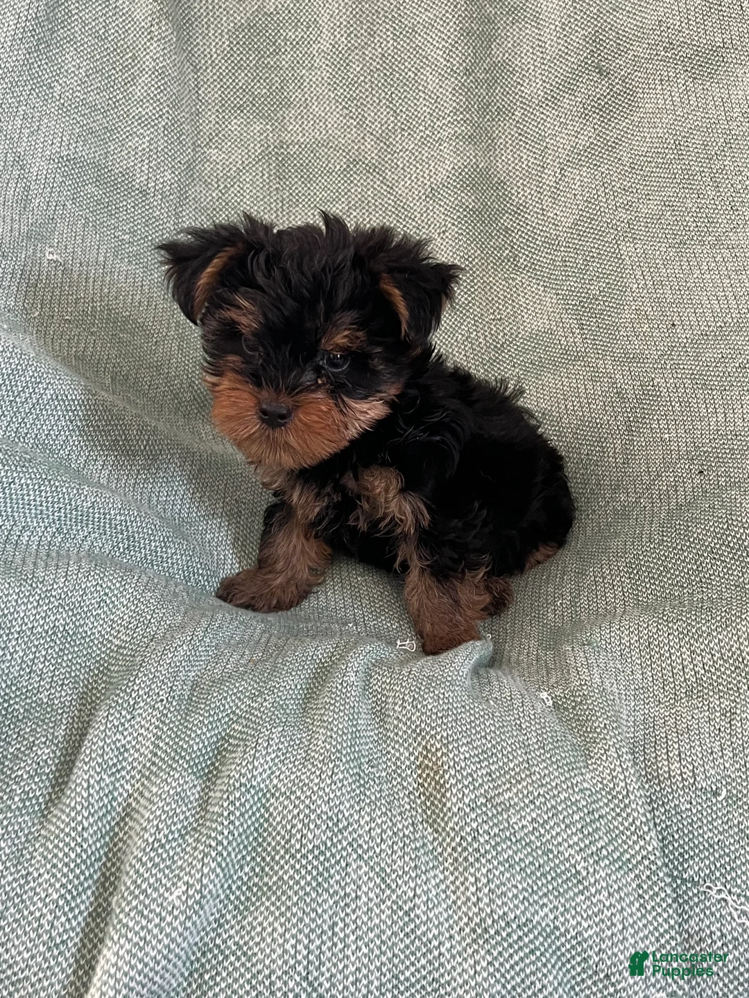 Yorkshire Terrier dogs for sale: Yorkshire Stevie Boy - Ad 1
