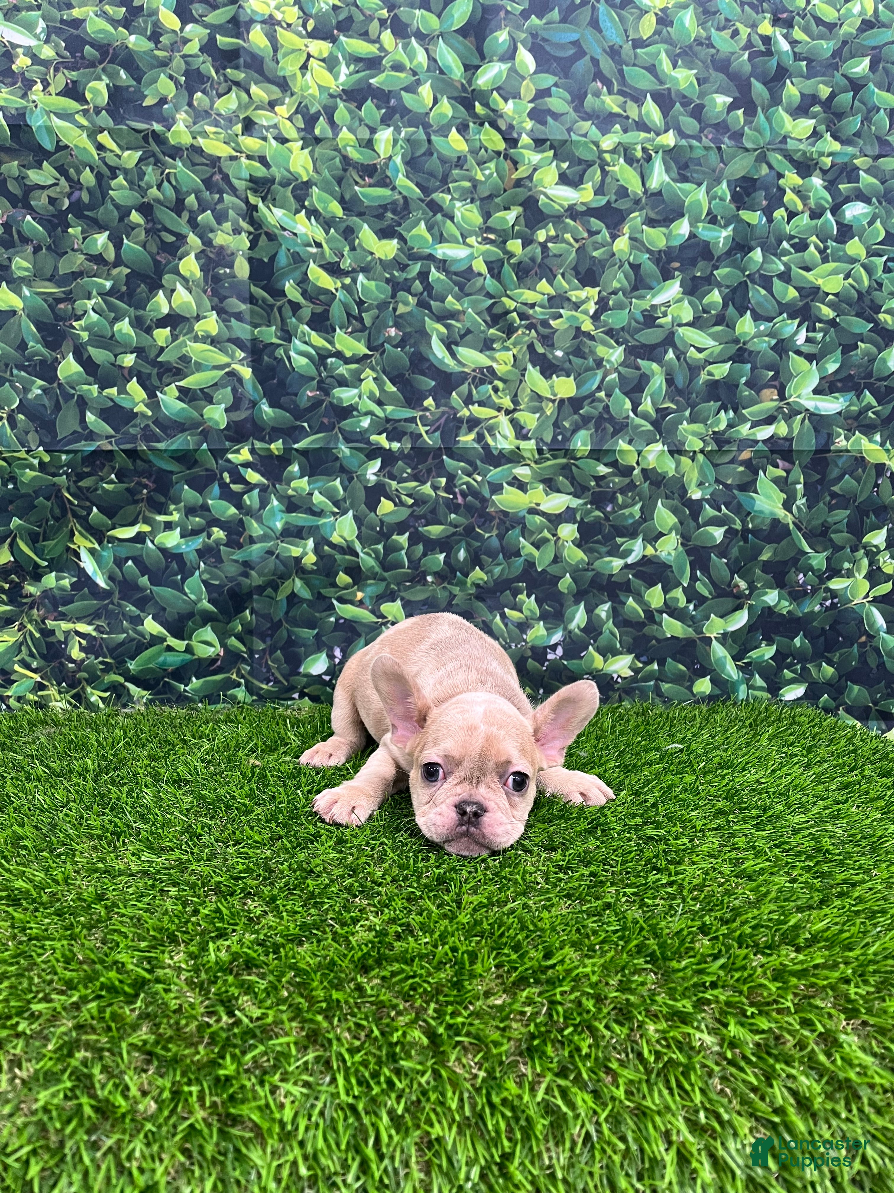 French Bulldog dogs French Bulldog Puppy 2 - Ad 2