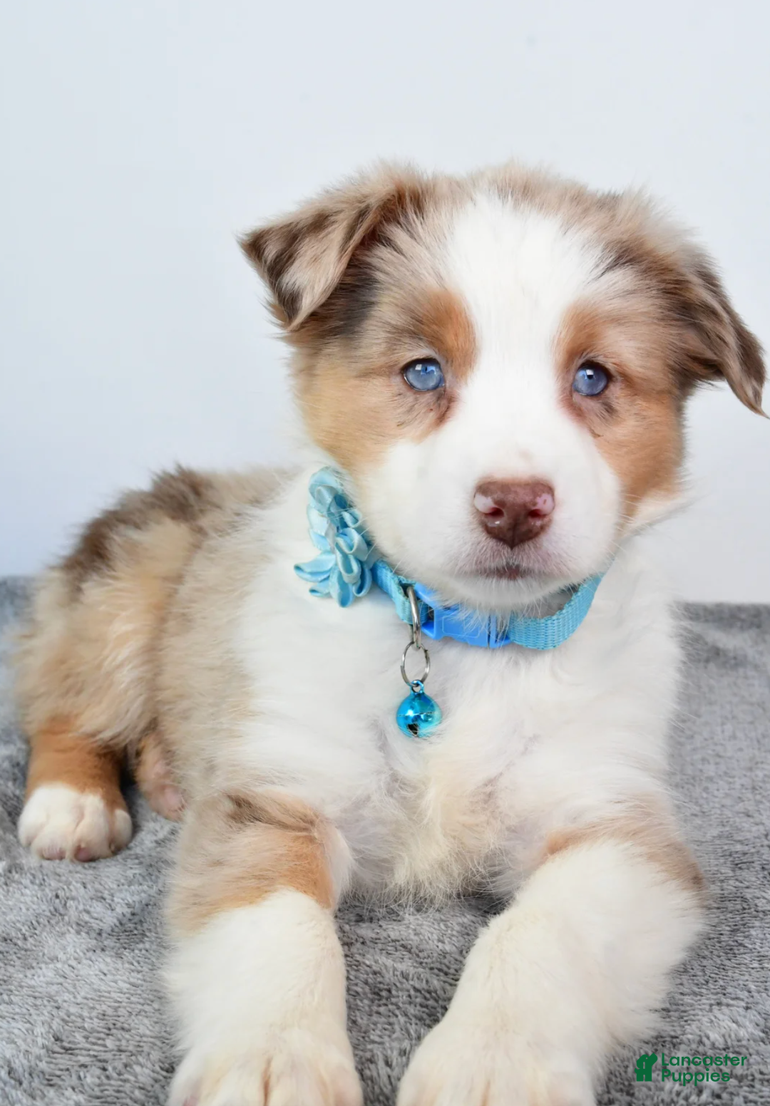 Miniature Australian Shepherd dogs for sale: Alexis - Ad 4