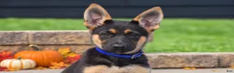 German Shepherd dogs for sale: Cinnamon  - Ad 3
