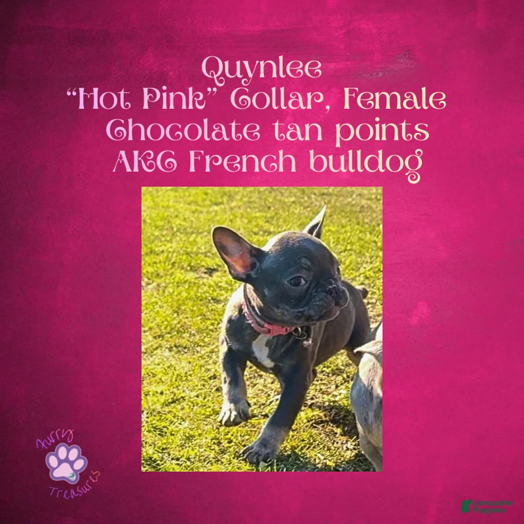 French Bulldog dogs for sale: Quynlee “Hot Pink” Collar, Female - Ad 2