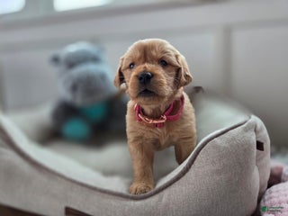 Golden Retriever dogs Sasha - AKC - Ad 2