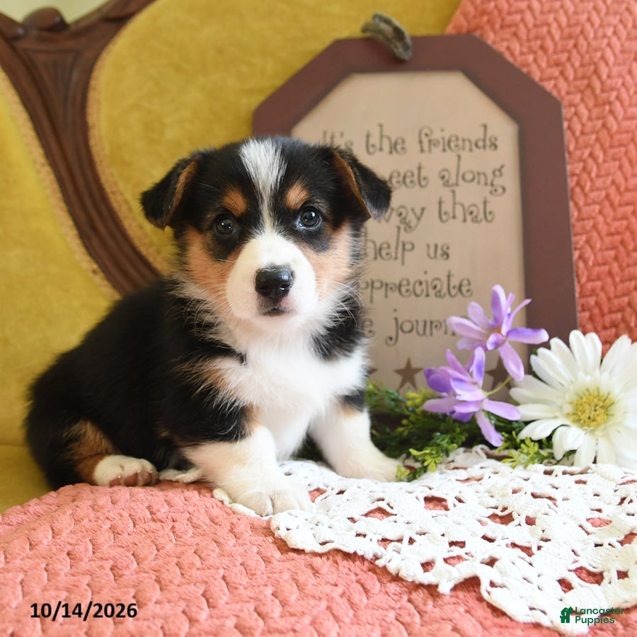 Welsh Corgi Pembroke dogs Emmy - Ad 2