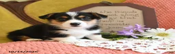Welsh Corgi Pembroke dogs for sale: Emmy - Ad 2