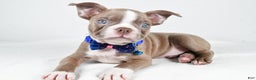 Boston Terrier dogs for sale: Yale - Ad 2