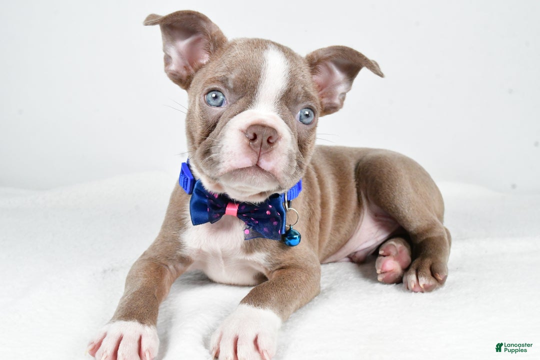 Boston Terrier dogs for sale: Yale - Ad 2
