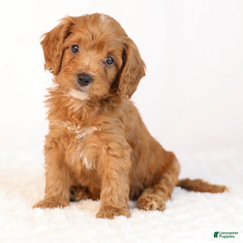 Mini Goldendoodle dogs Knox - Ad 1
