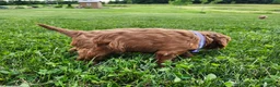 Cavapoo dogs for sale: Fern  - Ad 5