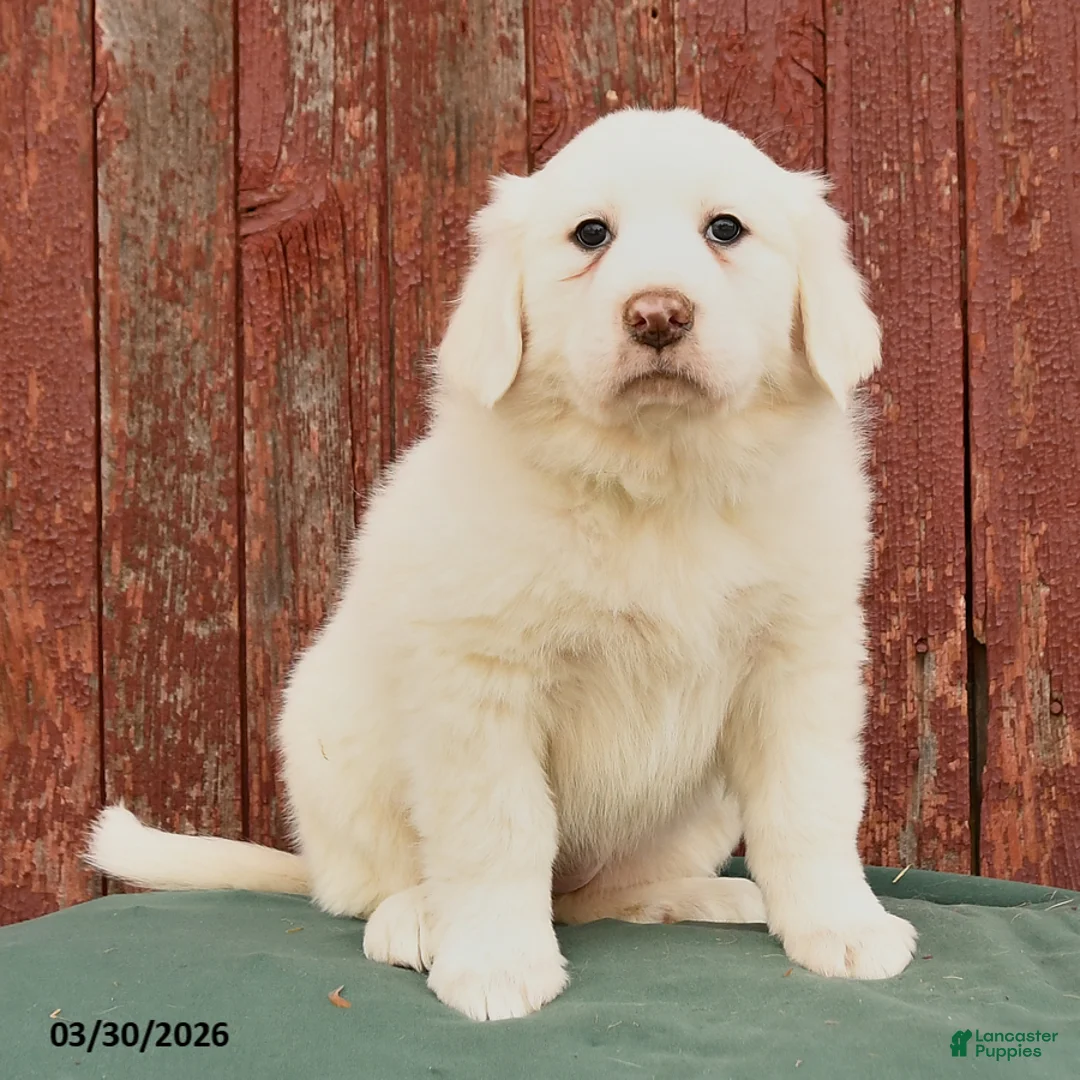 Great Pyrenees dogs for sale: Rose  - Ad 3