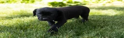 Cane Corso dogs for sale: Maple  - Ad 7