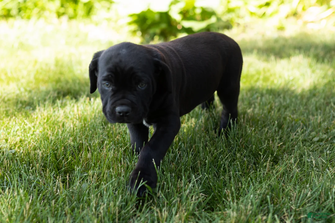 Cane Corso dogs for sale: Maple  - Ad 7