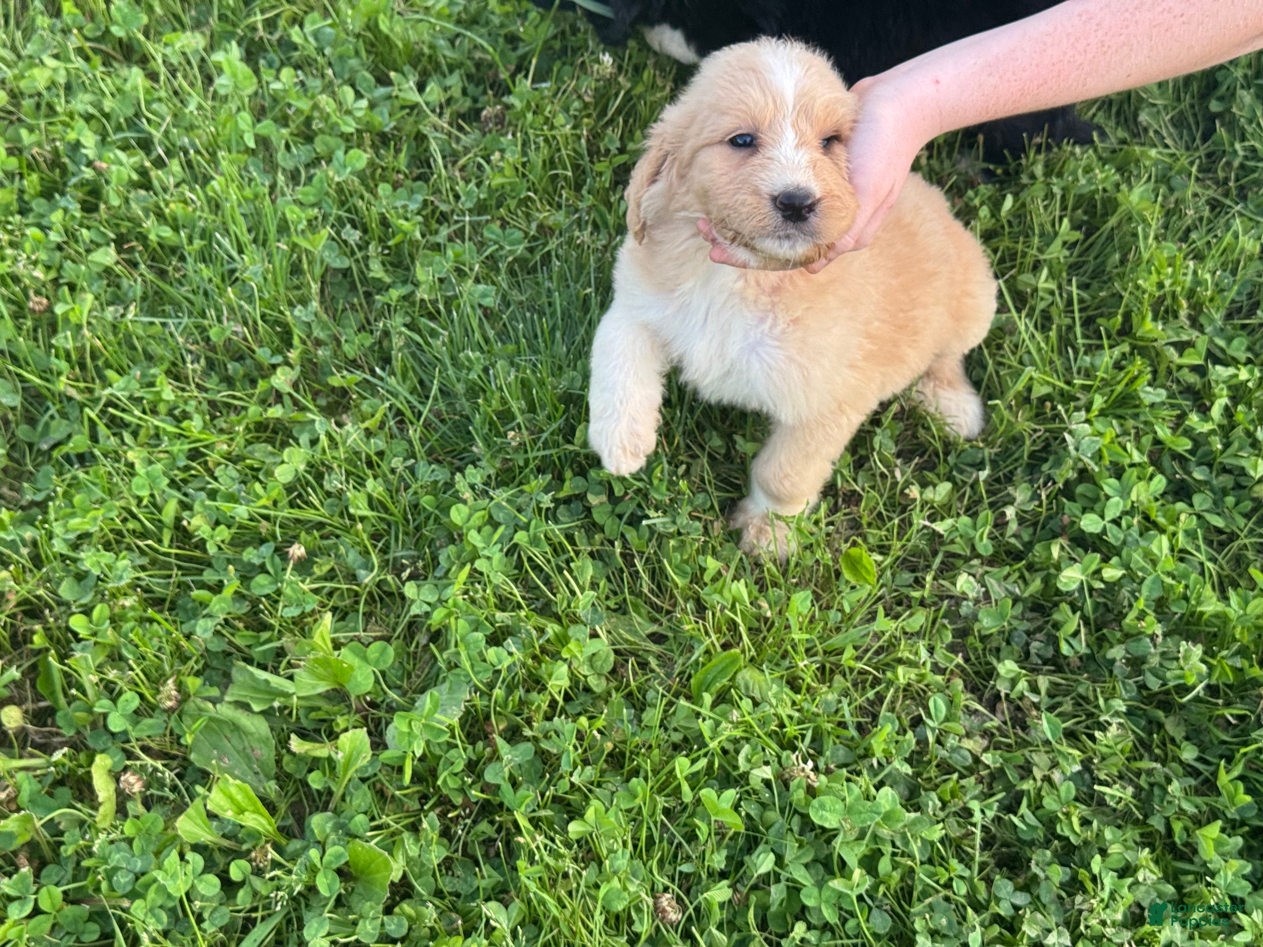 Aussiedoodle dogs Aussiedoodle Puppy 7 - Ad 29