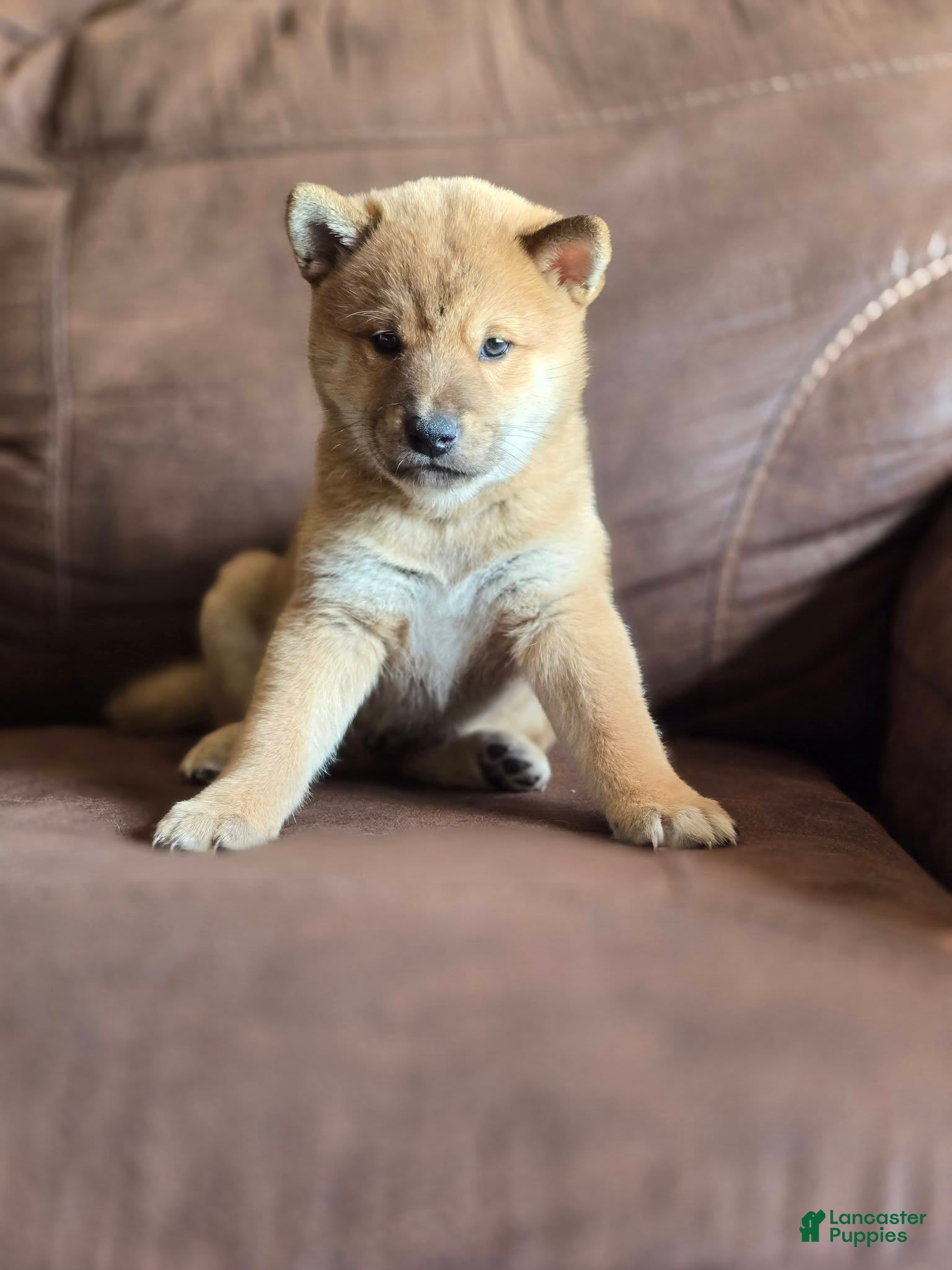 Mal Shiba Inu Puppies for sale | Lancaster Puppies