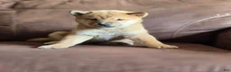 Shiba Inu dogs for sale: Shiba Inu 3 - Ad 1