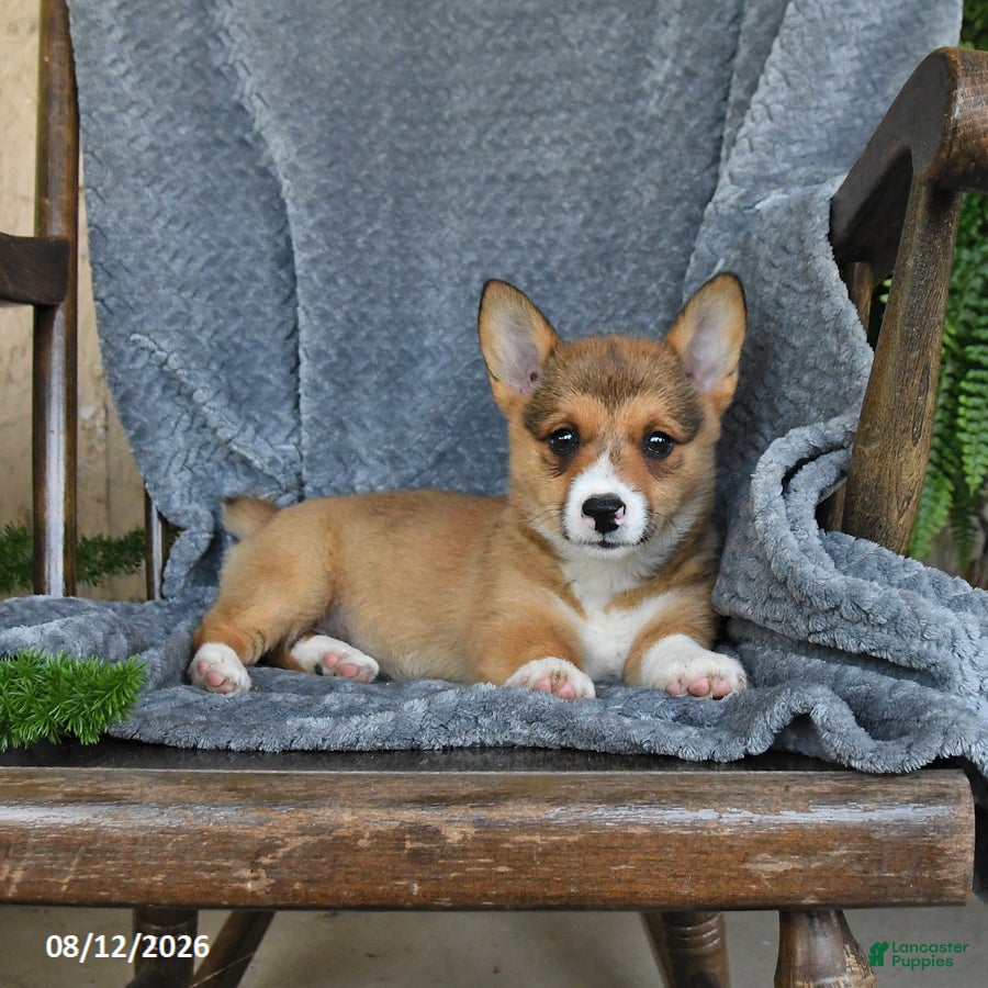 Welsh Corgi Pembroke dogs Finley - Ad 2
