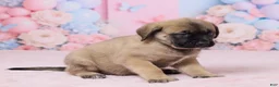 English Mastiff dogs for sale: Molly - Ad 3