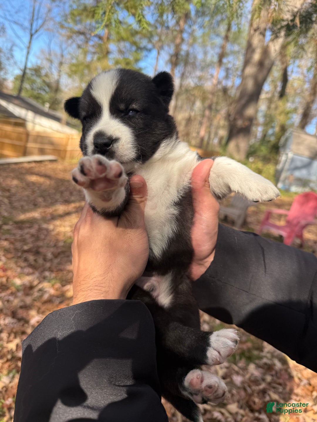 Siberian Husky dogs for sale: Florida Man - Ad 9