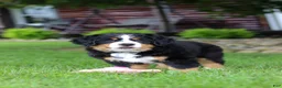 Bernese Mountain Dog dogs for sale: Sadie - Ad 10