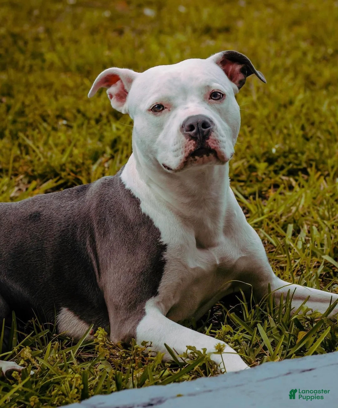 Mixed Breed dogs for sale: Mixed Breed Puppy 2 - Ad 7