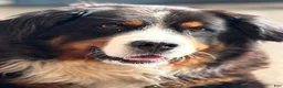 Bernese Mountain Dog dogs for sale: Bear - Ad 5