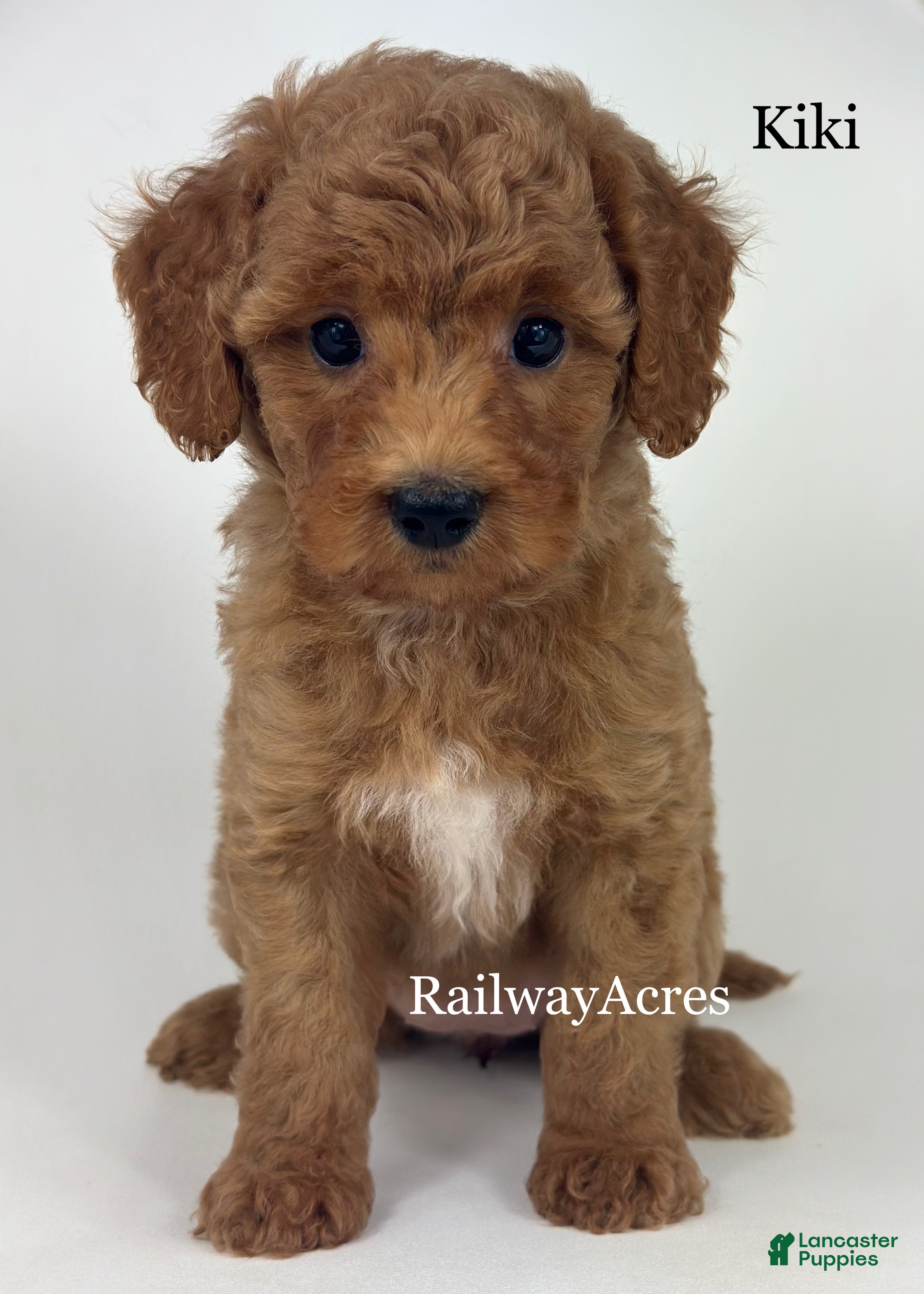 Goldendoodle dogs Kiki - Ad 4