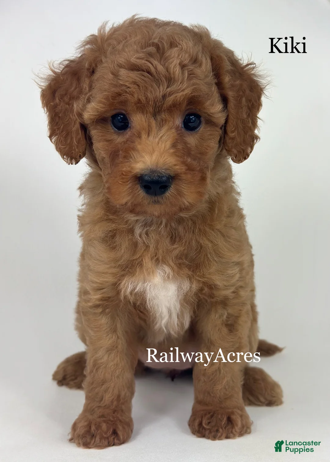 Goldendoodle dogs for sale: Kiki - Ad 2
