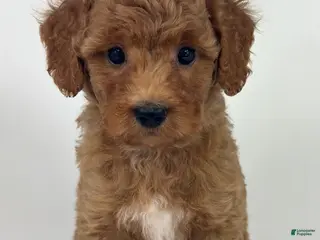 Goldendoodle dogs Kiki - Ad 4